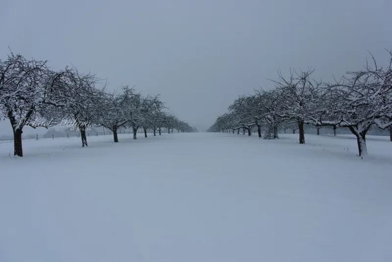 Frosty Line