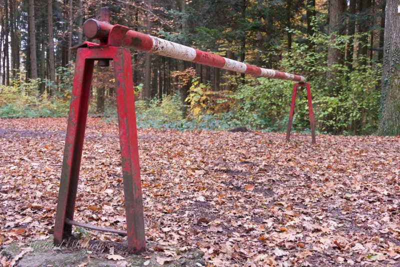 Gate in the Forest