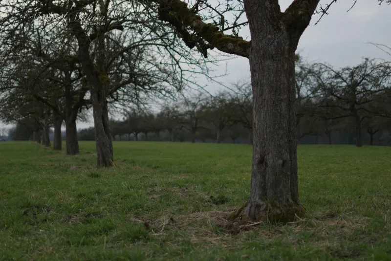 Trees