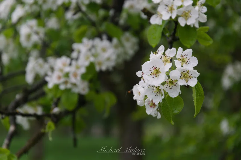 Apfelblüte