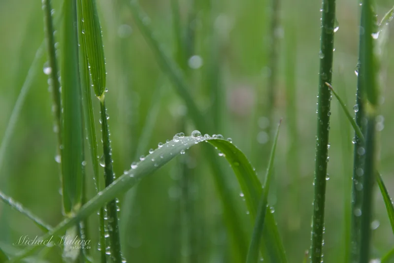 Tautropfen