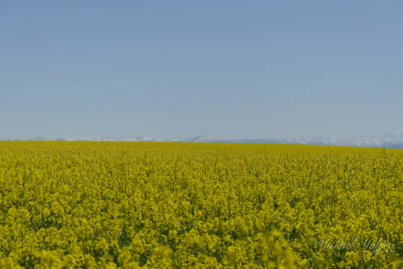 Raps mit Alpenblick