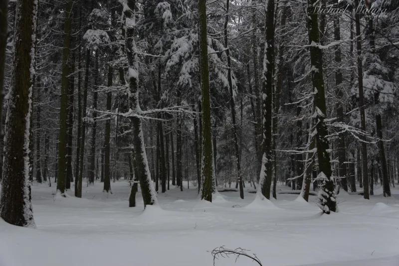 Frostwald